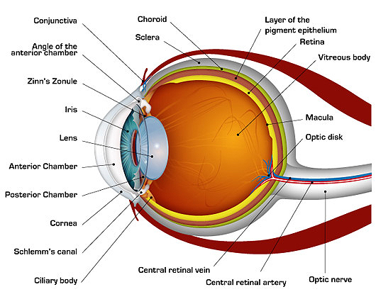 The Human Eye